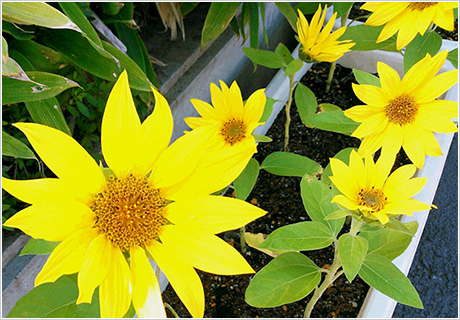 平成28年熊本地震により被害を受けられました皆さまへ