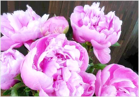 芍薬（シャクヤク）をいただきました