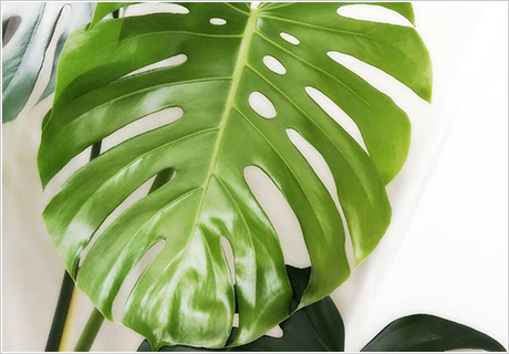 幸せを呼ぶモンステラ