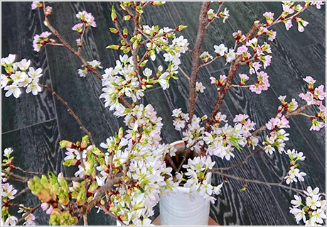 生け花作品紹介　~アストのサクラサク~